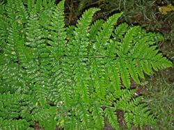 Dryopteris dilatata. Adaxial surface at the apex of a fertile frond.
 Image: L.R. Perrie © Leon Perrie CC BY-NC 3.0 NZ
